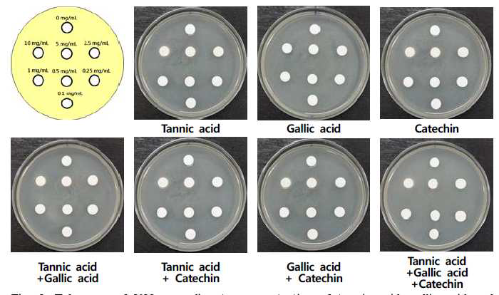 Tolerance of Y28 according to concentration of tannic acid, gallic acid and catechin
