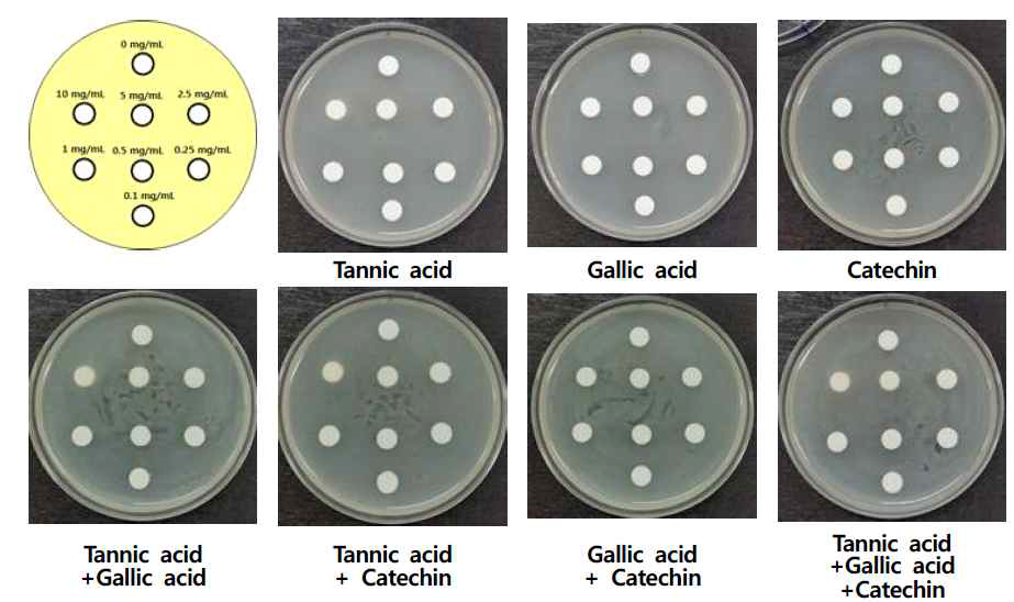 Tolerance of KCCM 12651 according to concentration of tannic acid, gallic acid and catechin