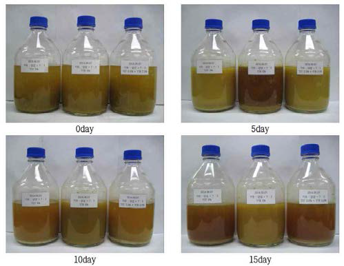 Photography of during fermentation of kiwi wine by Y27, Y78, and their mixed