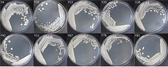 Photography of the selected yeasts on YPD agar plates