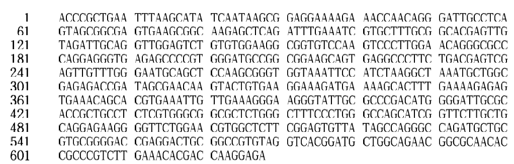 26S rDNA gene sequence of Issatchenkia orientalis Y13