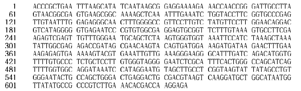 26S rDNA gene sequence of Saccharomyces cerevisiae Y28