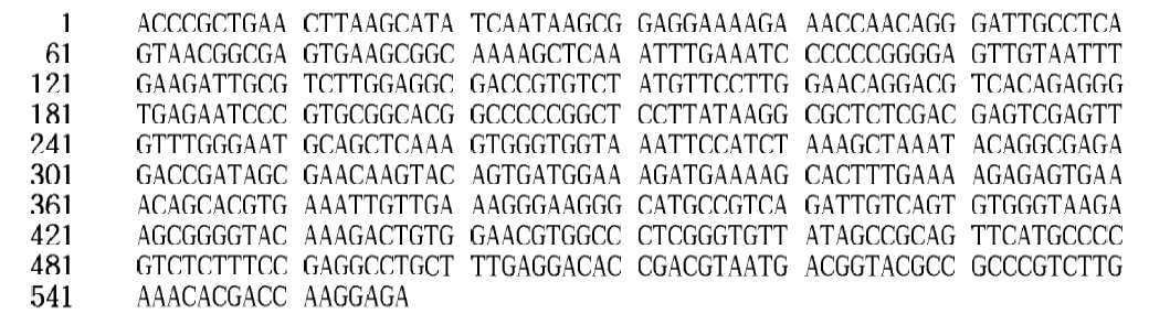 26S rDNA gene sequence of Kodamaea ohmeri Y41