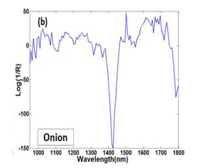 Beta coefficient derived from the PLS-R for SWIR spectral data of onion.