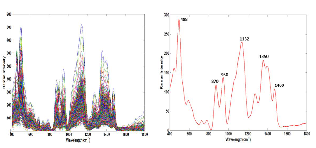 Starch Raman spectra (left) and mean spectrum (right).