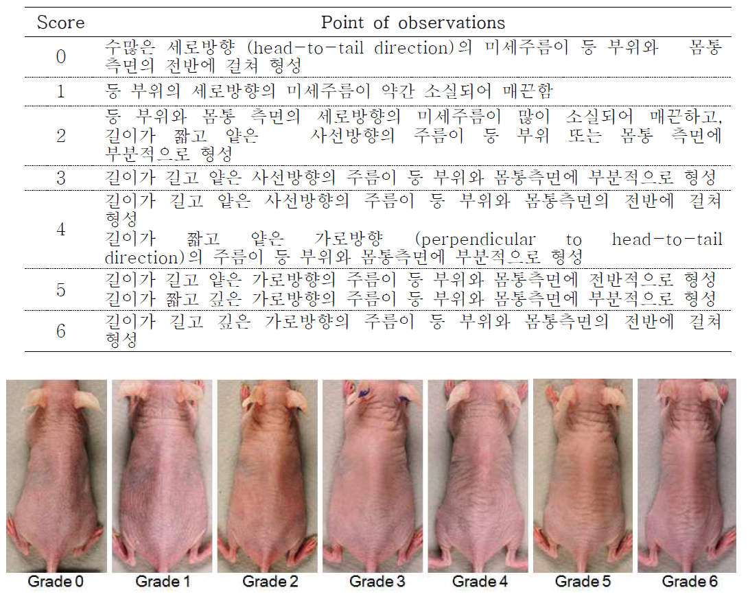 Macroscopic wrinkling scores of UVB-induced wrinkle formation in hairless mice