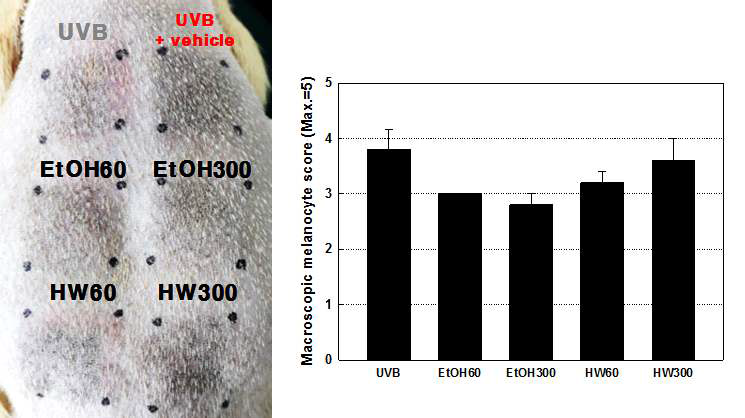 UVB-induced pigmentation by white rose extract on brown guinea pigs at the end of week 8