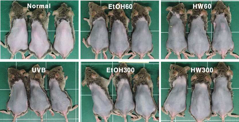 UVB-induced pigmentation by white rose extract on DBA2 mice
