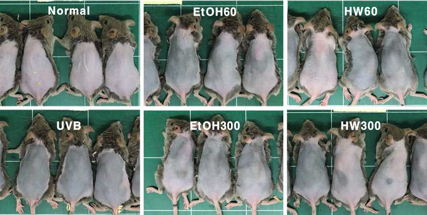 UVB-induced pigmentation by white rose extract on DBA2 mice