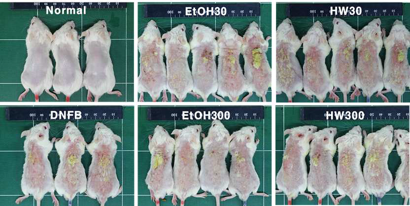 DNFB-induced chronic atopic dermatitis by white rose extract on BALB/C mice