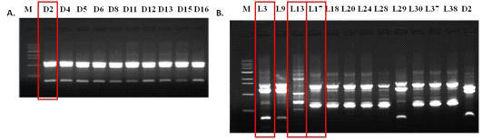 Agarose gel electrophoresis result after RAPD-PCR amplification on screened single pure colonies from A. DHL, B. LBS selective media that have capability of bioconversion of pyrogallol from gallic acid