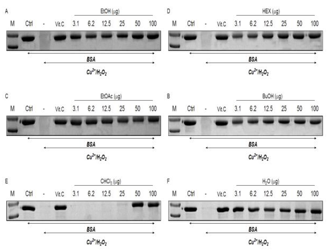 Protein degradation assay of white rose extracts