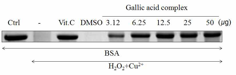 Protective effects of Gallic acid complex against radical-induced protein degradation