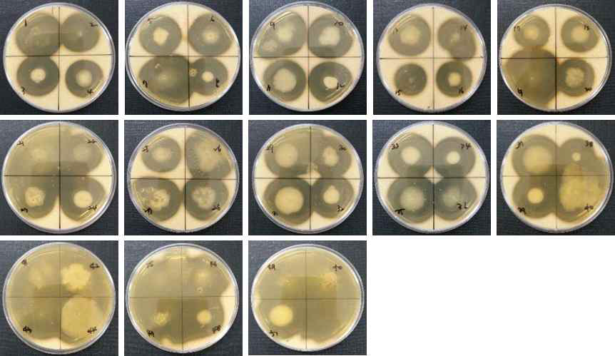 Protease activity of sigumjang meju