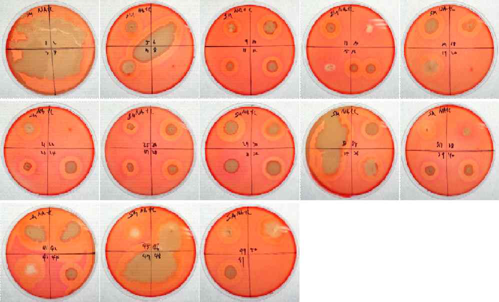 Cellulase activity of sigumjang meju