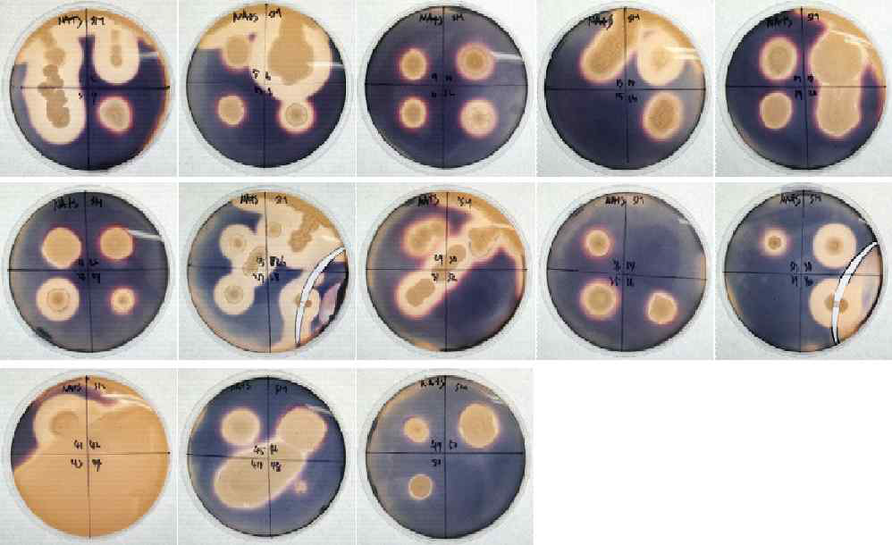 Amylase activity of sigumjang meju