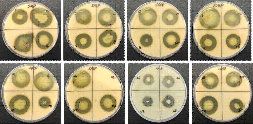 Protease activity of sigumjang meju powder