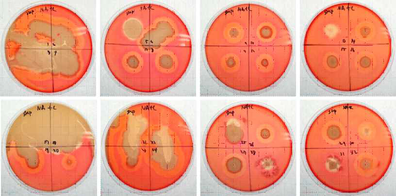 Cellulase activity of sigumjang meju powder