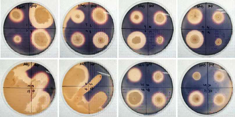 Amylase activity of sigumjang meju powder