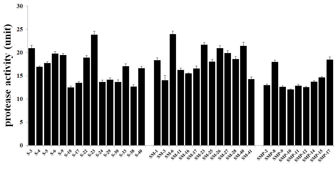 Protease activity of sigumjang(S), sigumjang meju(SM), sigumjang meju powder(SMP)