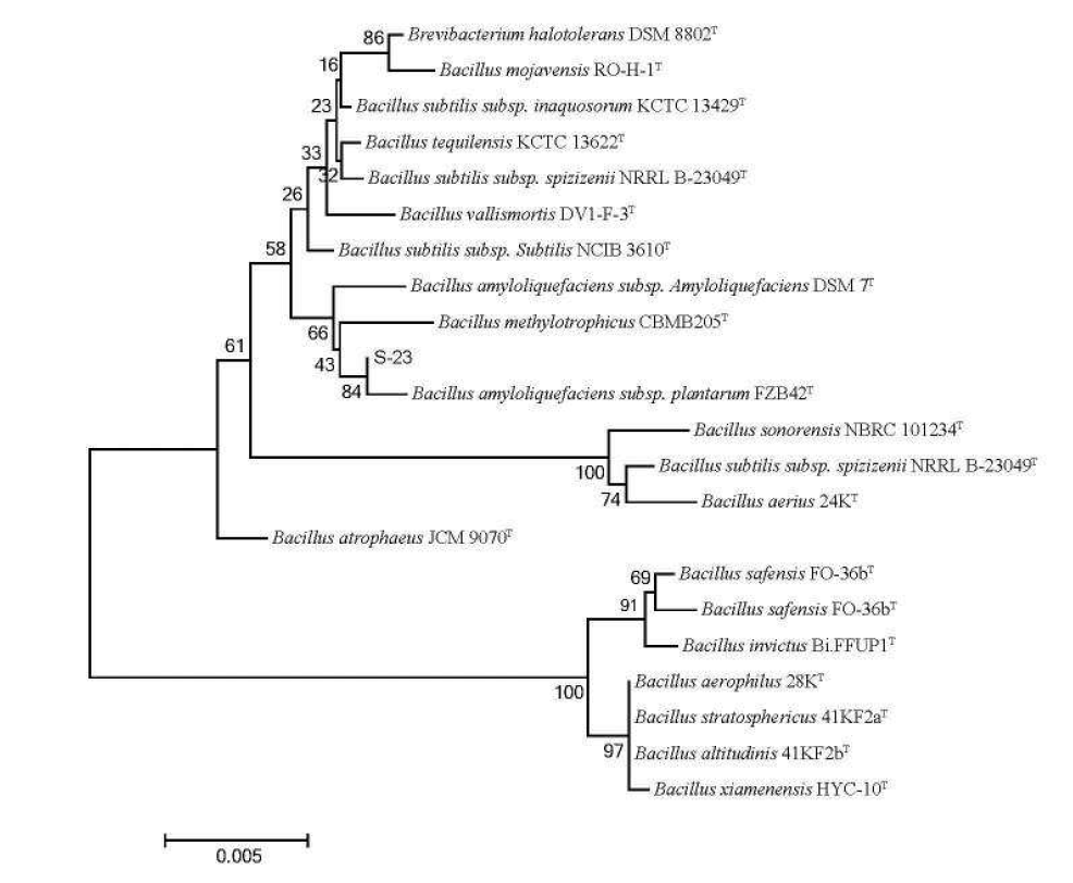 Neighbor-joining phylogenetic tree deduced from the 16S rDNA sequences showing the position of S-23 and other related taxa