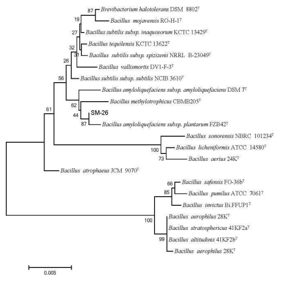 Neighbor-joining phylogenetic tree deduced from the 16S rDNA sequences showing the position of SM-26 and other related taxa