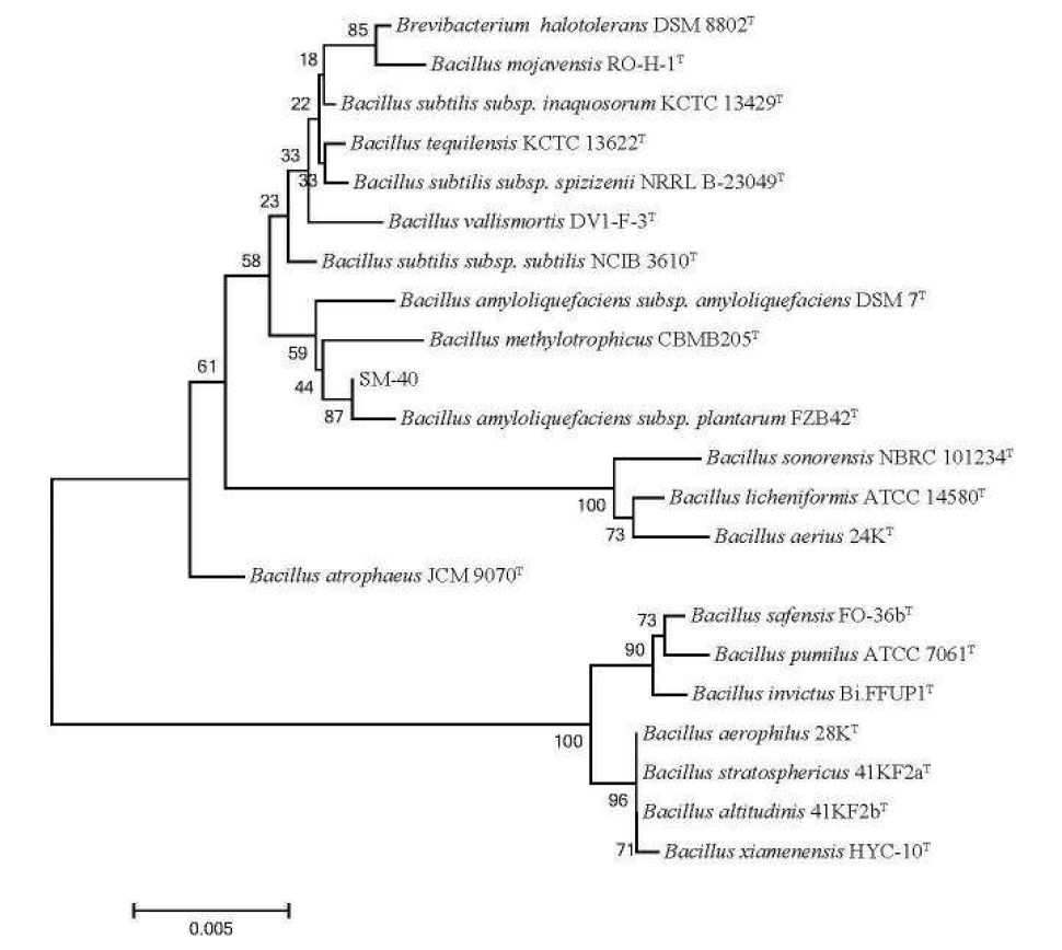 Neighbor-joining phylogenetic tree deduced from the 16S rDNA sequences showing the position of SM-40 and other related taxa