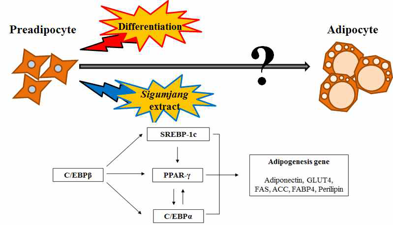 Effect of sigumjang extracts on 3T3-L1 differentiation