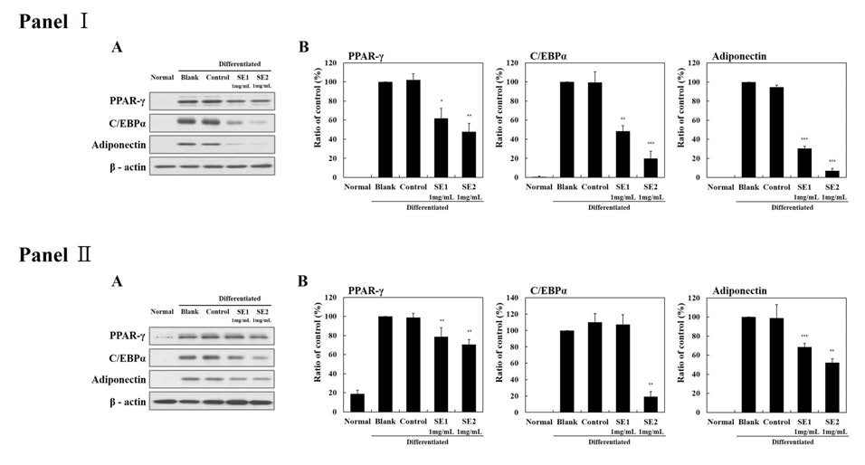 Effect of SEs on protein expression of genes related to adipogenesis during differentiation of 3T3-L1 preadipocytes into adipocytes