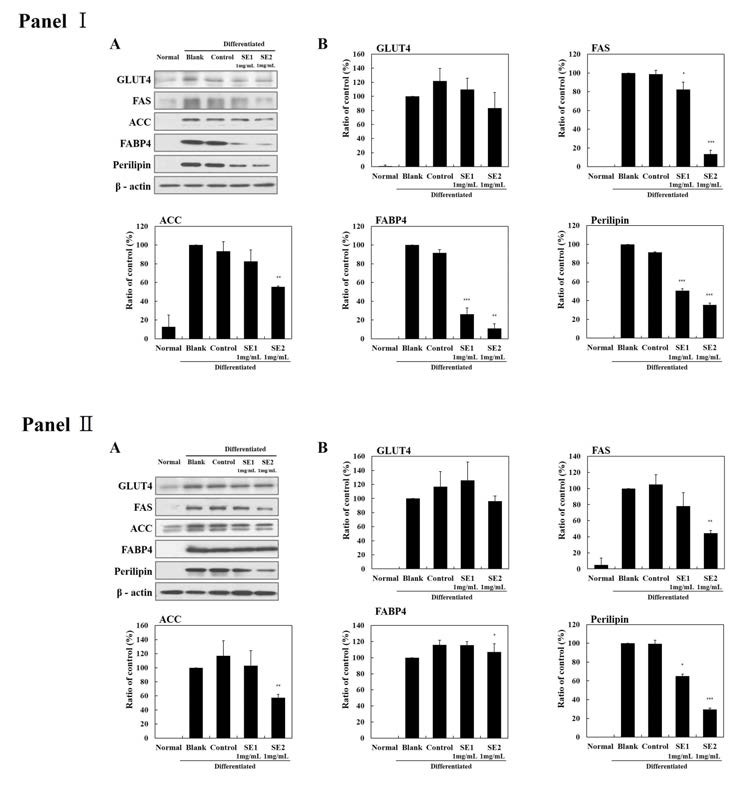 Effect of SEs on protein expression of genes related to lipogenesis during differentiation of 3T3-L1 preadipocytes into adipocytes