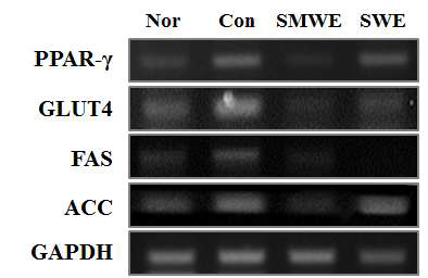 mRNA expression of liver