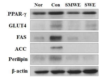 Protein expression of liver