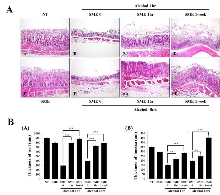 Effect of SME on Ethanol induced histological image of stomach in each group was shown (×10)