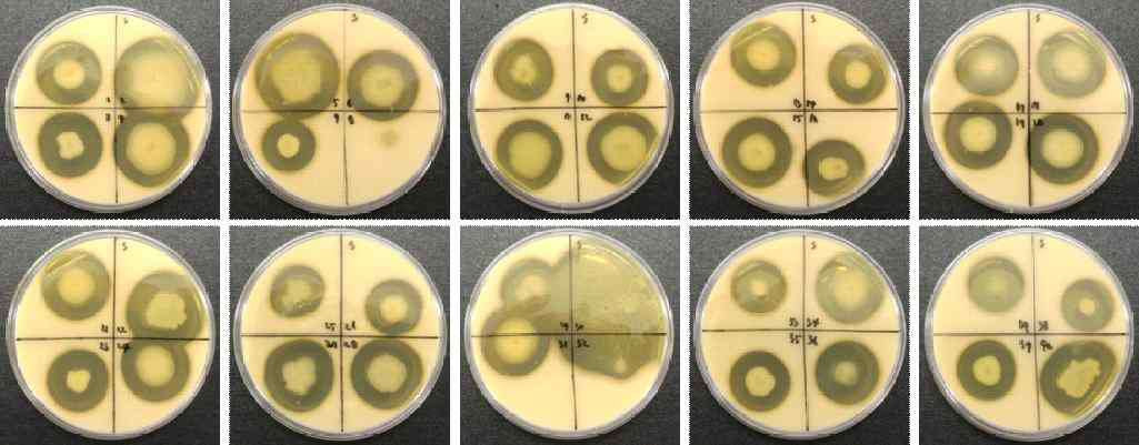 Protease activity of sigumjang