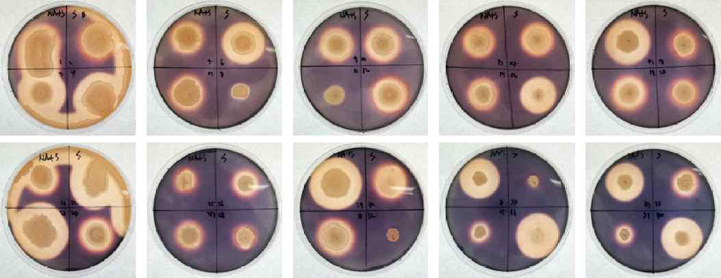 Amylase activity of sigumjang