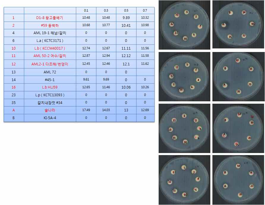 분리 유산균의 자색고구마 발효 오염균에 대한 항균 활성