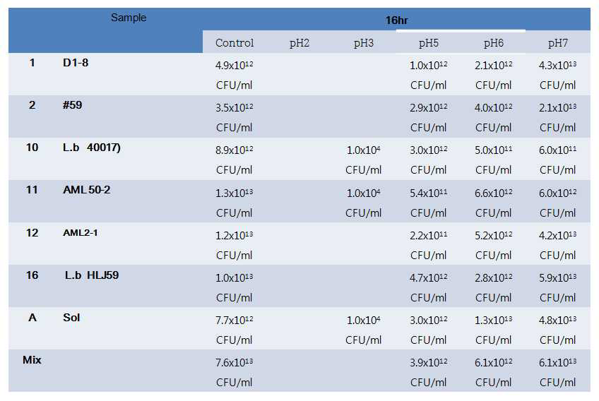 분리 유산균의 내산성 실험 16시간