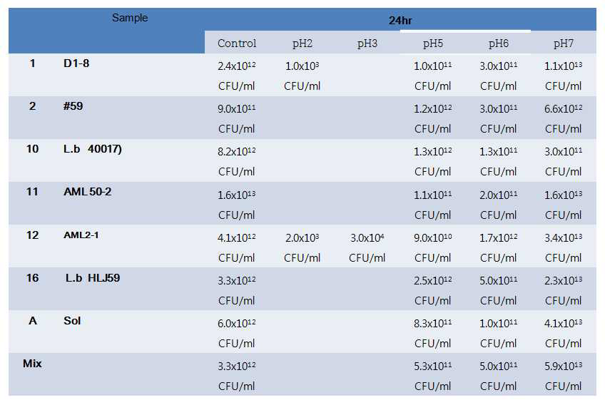 분리 유산균의 내산성 실험 24시간