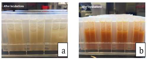 Brined cabbage based model (a) and kimchi model 1.0 based model (b) in deepwell microtitre plates