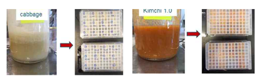 Brined cabbage and Kimchi model 1.0 slurries bulk material and in microtitre plates