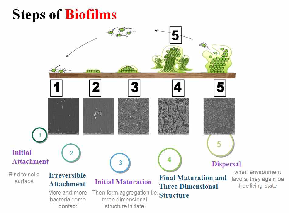 바이오필름 형성 과정