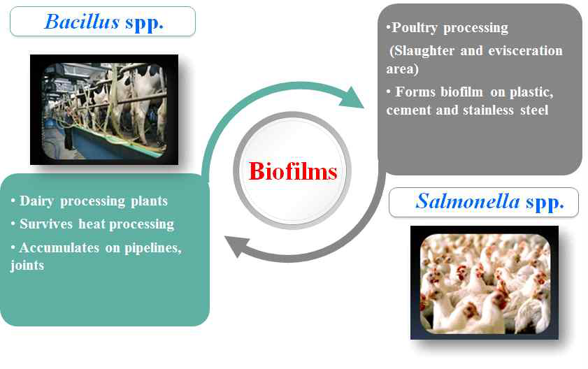바이오필름 형성의 바실러스 및 살모넬라 예시