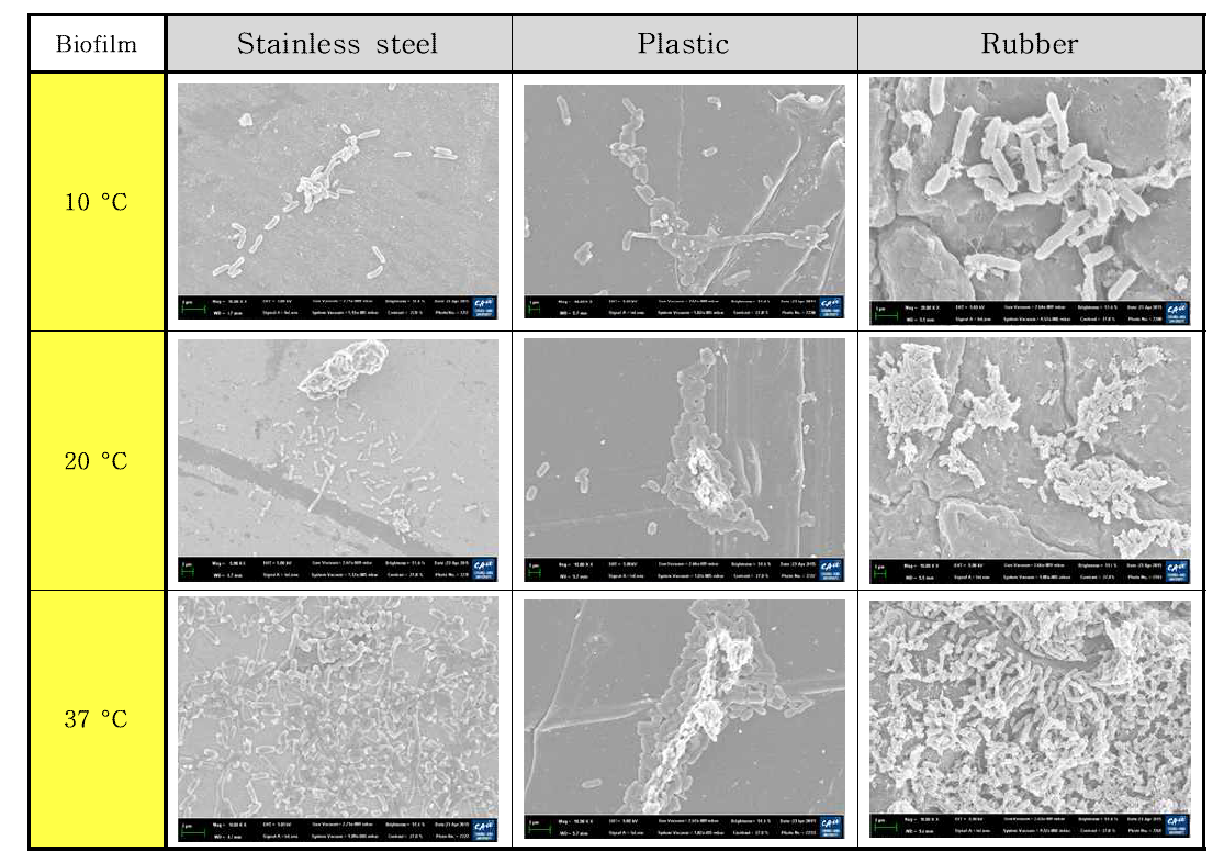 Salmonella Entritidis균의 재질과 온도별 FE-SEM 촬영