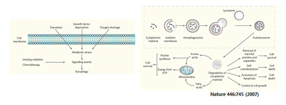 Autophagy pathway and its function