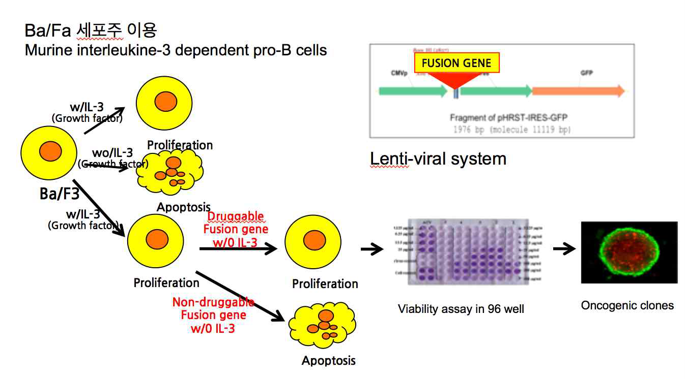 BaF3 세포를 이용한 세포 약물 스크리닝 시스템 확립