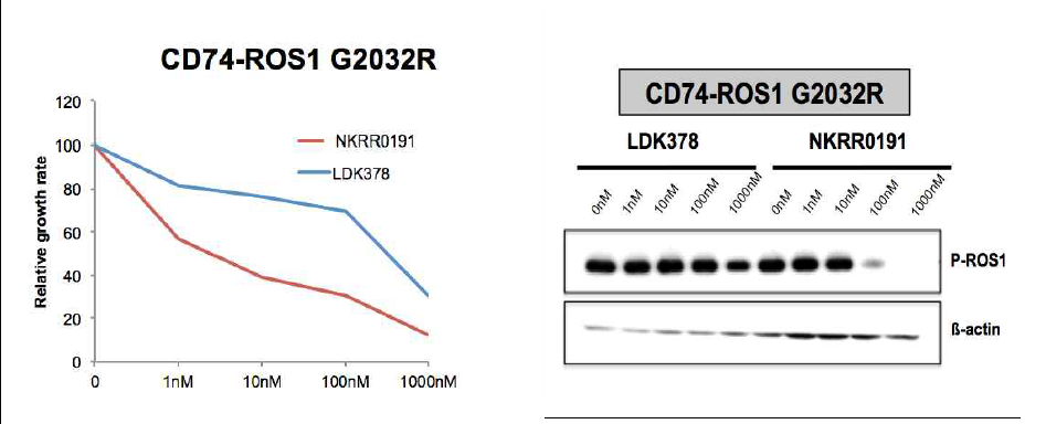 Crizotinib 저항성 ROS1 돌연변이체에 대한 NKRR0191 효능검증