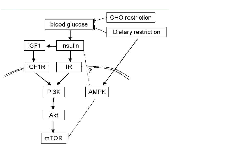 저탄수화물 식이 요법을 통한 IGF-1R/PI3K/AKT/mTOR pathway 조절