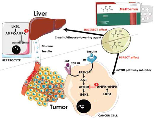 metformin 의 항암효과