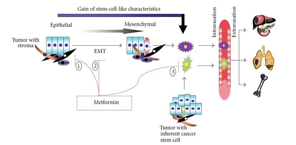 Metformin effects on EMT & cancer stem cells