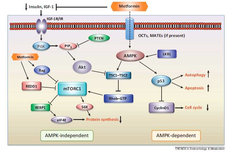 Therapeutic response to metformin in cancer cells depends on inactivation of tumor suppressor genes